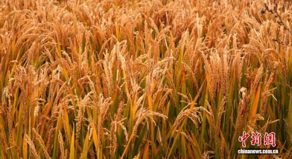 丰泰优配 （走进中国乡村）辽宁盘锦稻香蟹肥迎丰收